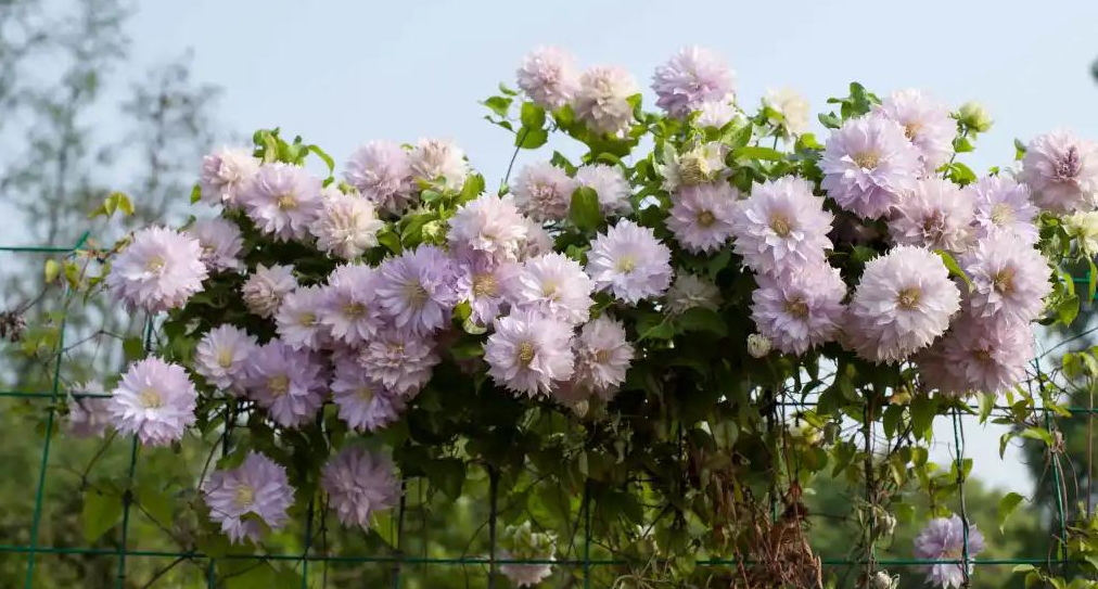 小空間也能美上天，你的花園真的很需要她！