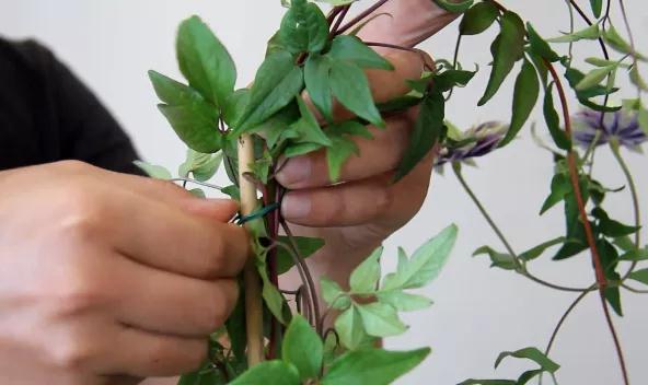 植物黃金生長季，如何給小鐵凹個(gè)美美的造型？且聽潘師傅為你講解