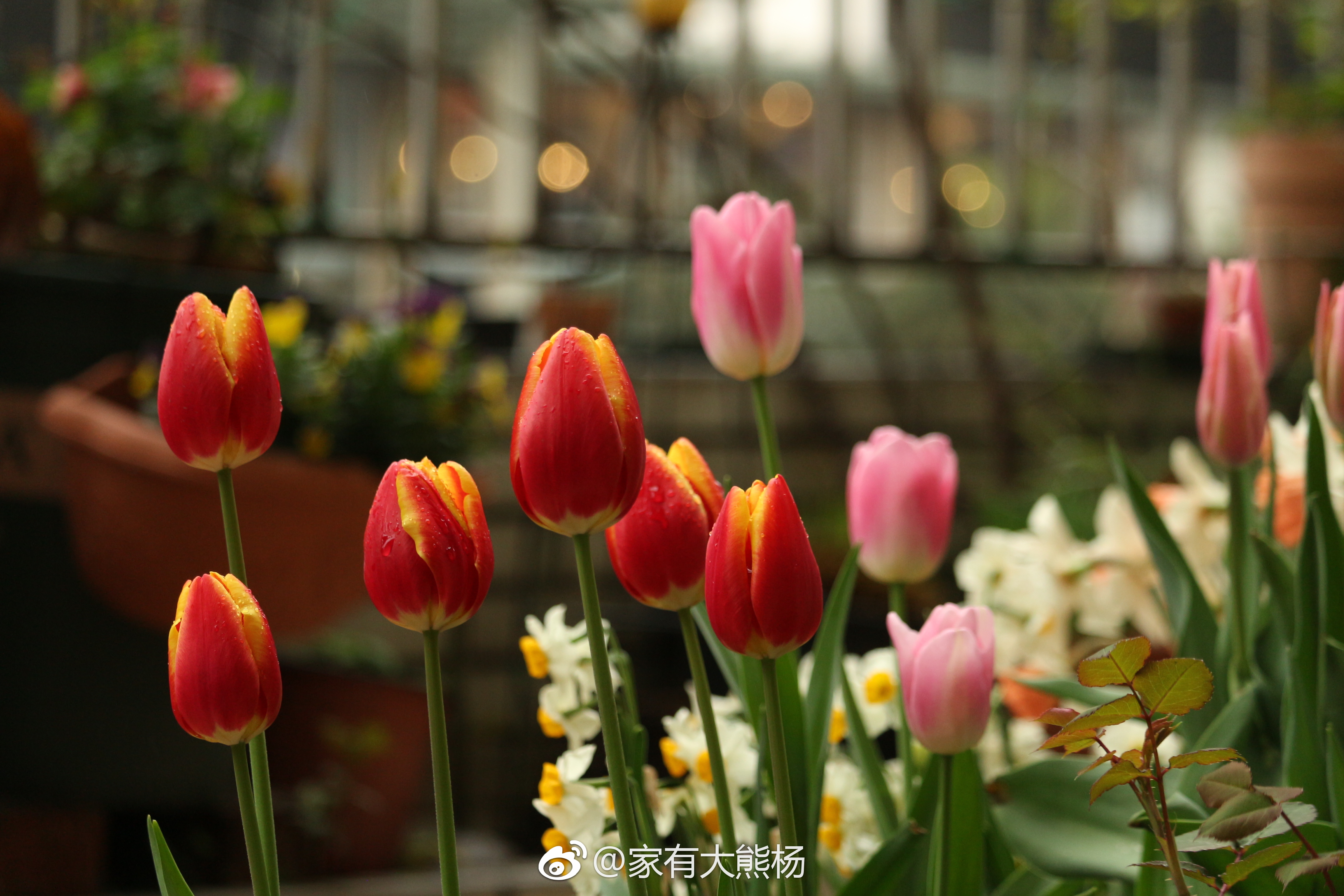 別人家花園好看的秘密，都在春天的郁金香里