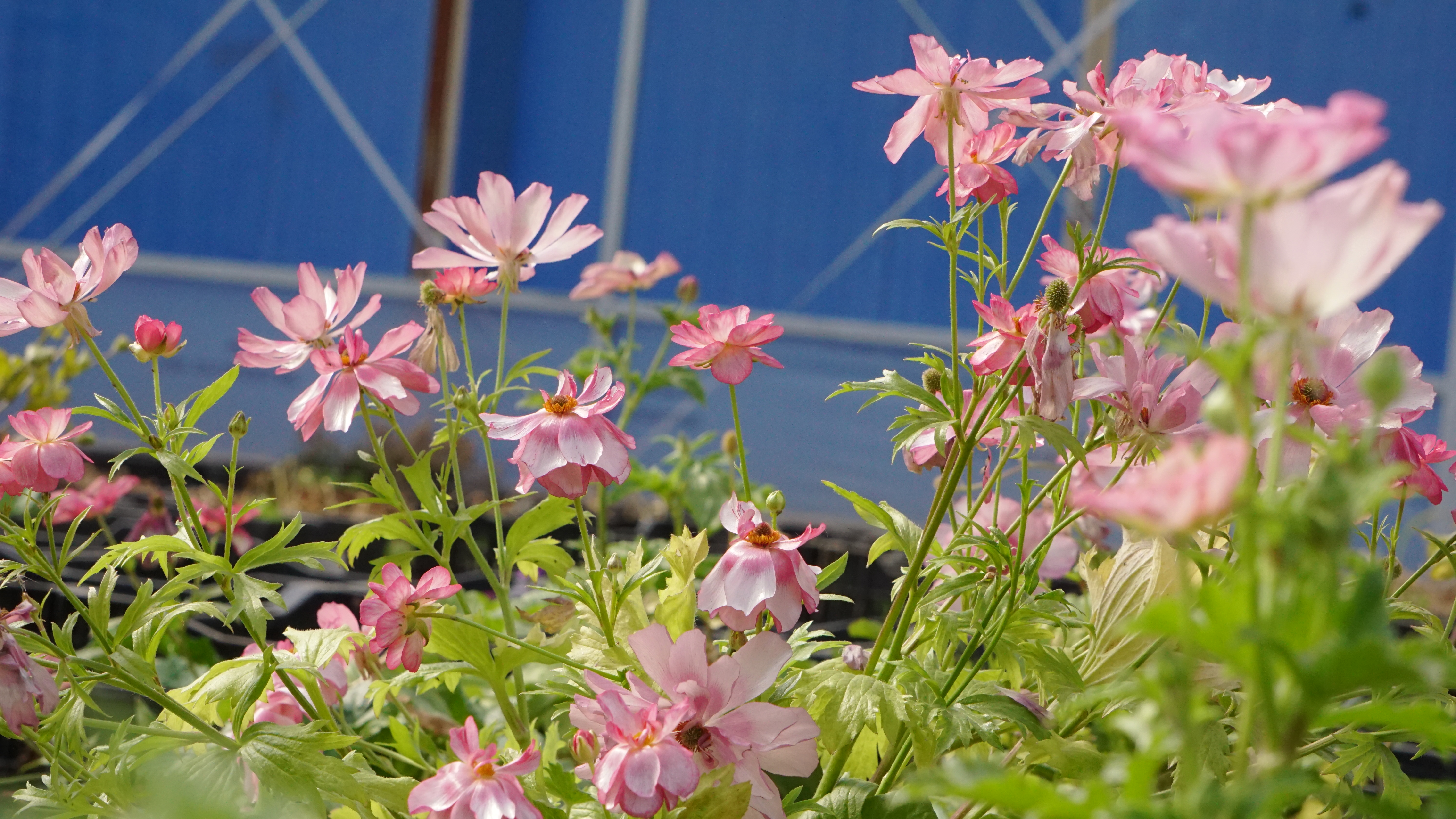 平平無奇‘小芹菜’，爆花竟比蝴蝶美！