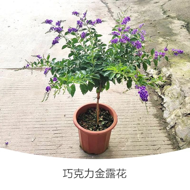 金露花 | 人間巧克力，開花時(shí)隔壁小孩要饞哭