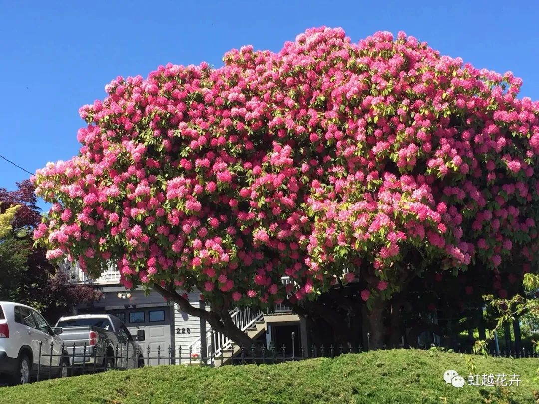 美如神的高山杜鵑，真正的花園王者！