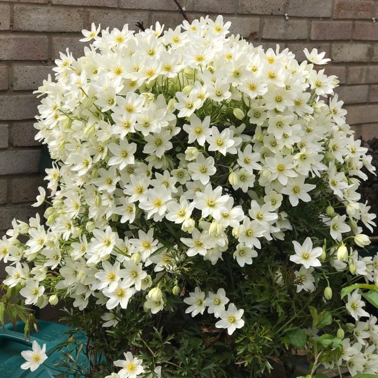 不到幾年爬滿墻！鐵線蓮中的‘開花機(jī)器’非它們莫屬~